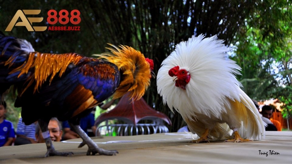 Những giống chiến kê được chọn tham gia gà đá nòi là gì