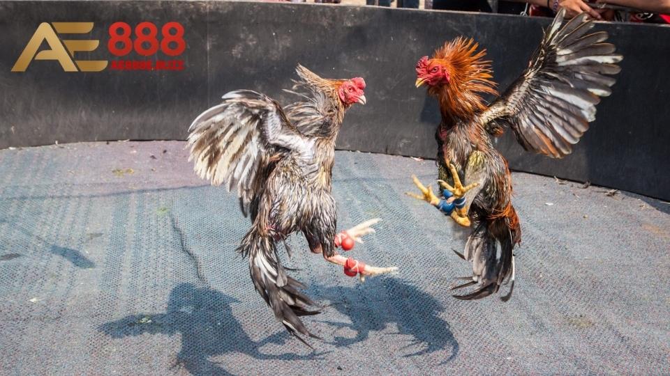 Những quy định có trong trận đấu đá gà cựa dao cho thành viên