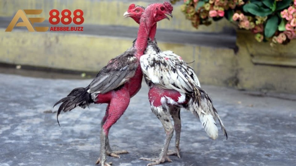 Những sự kiện nổi bật cho gà đá nòi tại Daga88