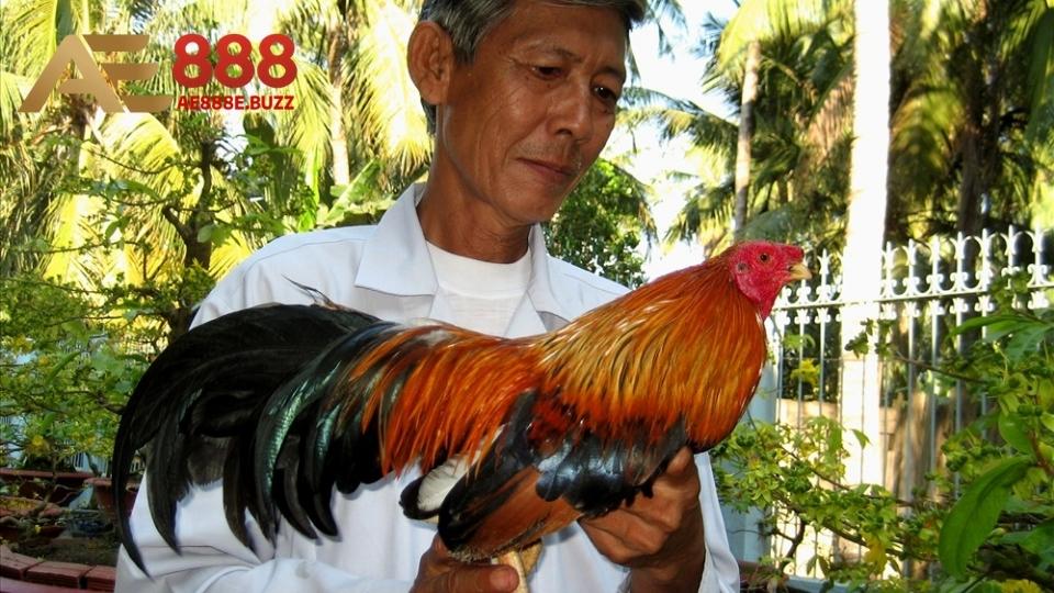 Nội dung giải đáp thắc mắc gà đá nòi là gì đến thành viên