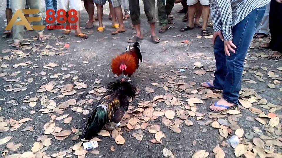 Sự kiện đá gà cập nhật với quy mô chuyên nghiệp