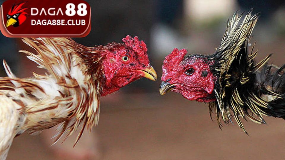 Tác hại của các dòng thuốc chơi gà đá bịp
