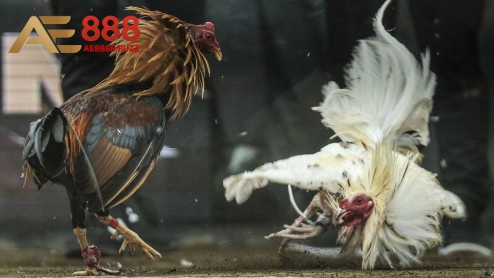 Thông tin giới thiệu sơ lược nhất về loại hình đá gà Thái Lan
