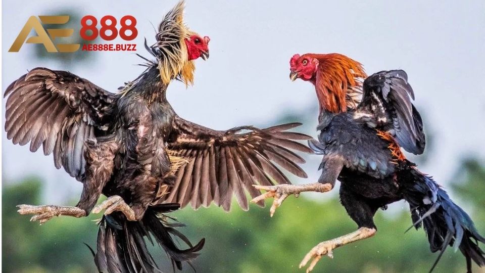 Thông tin giới thiệu về loại hình đá gà Mỹ cựa dao đến thành viên