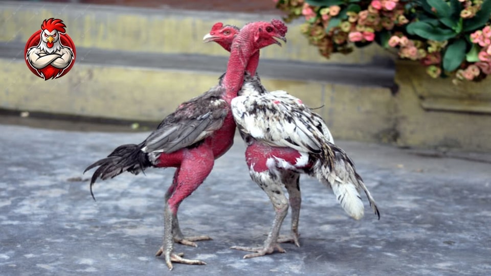 Thông tin cơ bản nhất về gà đòn cáo