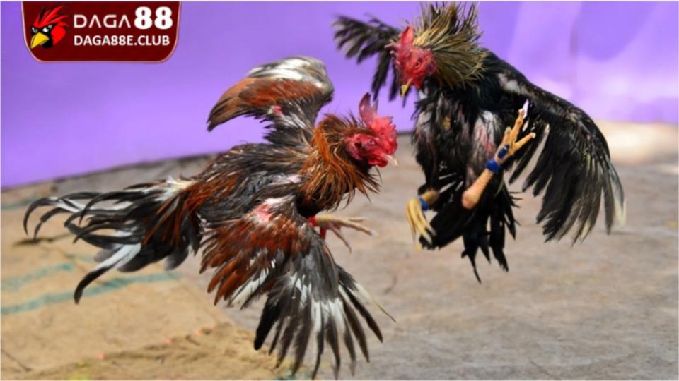 Thức Ăn Cho Gà Đá - Thông Tin Cần Biết Để Chăm Sóc Chiến Kê