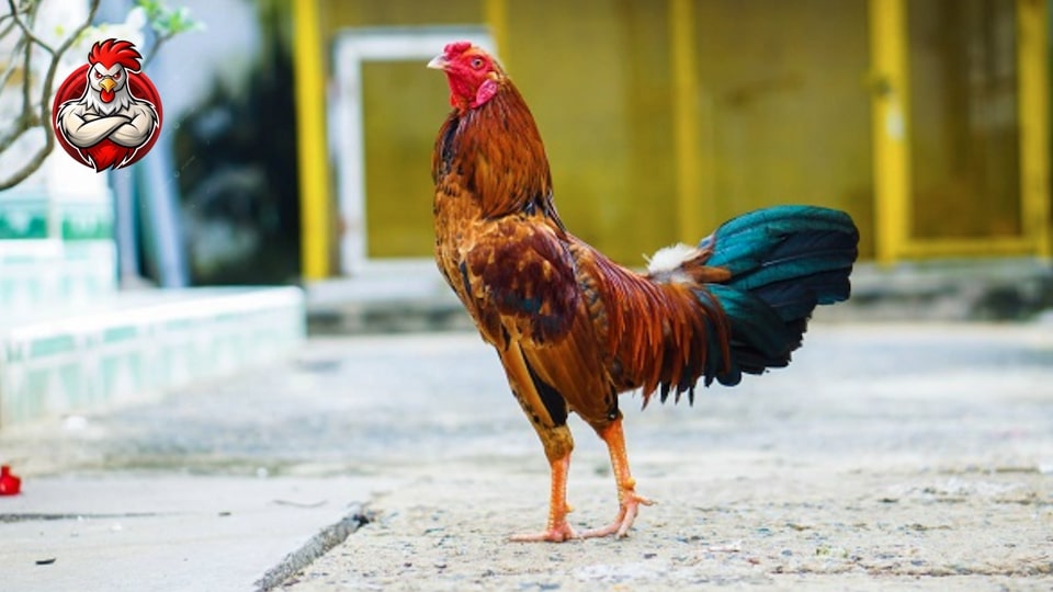 Dị Tướng Linh Kê Hiếm Gặp - Bí Ẩn Về Chiến Kê Độc Lạ