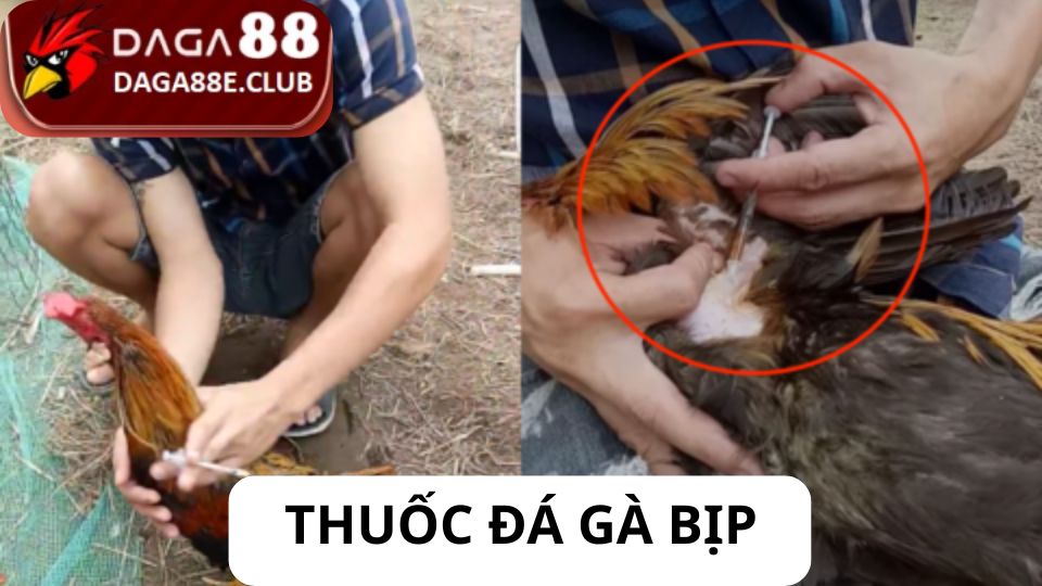 Thuốc Đá Gà Bịp - Giải Đáp Các Mánh Khóe Gian Lận Cá Cược