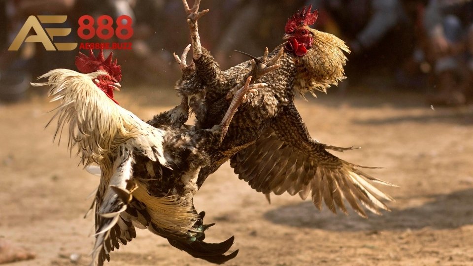 Tổng hợp về các loại cựa gà đá phổ biến được đánh giá cao