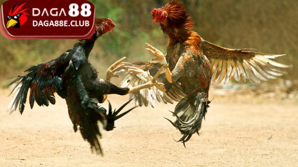 Tìm hiểu vai trò kỹ thuật đổ gà đá