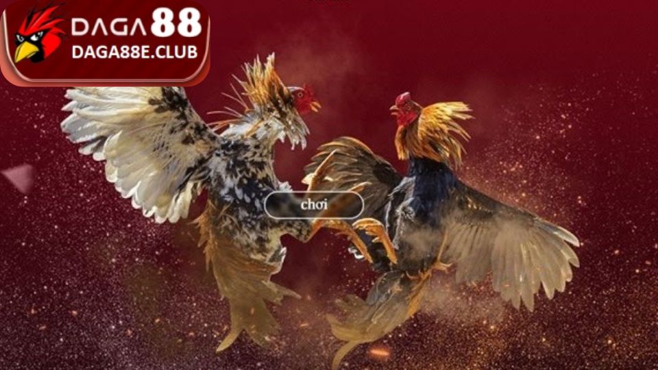 Vì sao nên tạo tài khoản đá gà online ngay hôm nay?
